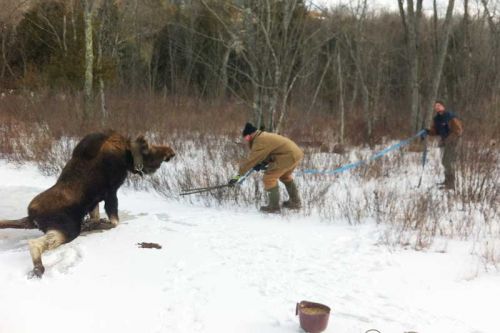 Rescuers attempt to tow the moose off the ice using a horse harness.